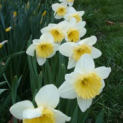 Narcisse trompette 'Ice Follies'